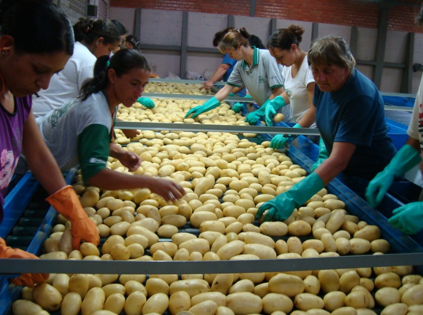 As batatas